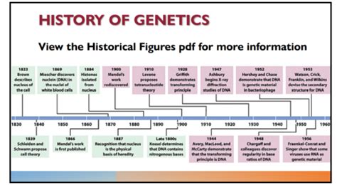 HISTORY OF GENETICS Unit 2 Flashcards Quizlet