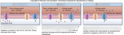 Electrical events of cardiac muscle action potential at the sarcolemma ...