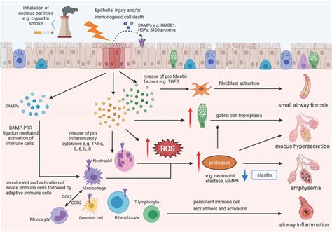 Schematic Diagram Of Downstream Effect Of Epithelial Damage In COPD