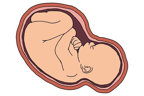 Baby In Womb Vector Graphic By Arief Sapta Adjie Creative Fabrica