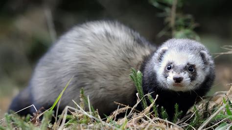 Unbelievably Cute Trick Performed By A Polecat Youtube