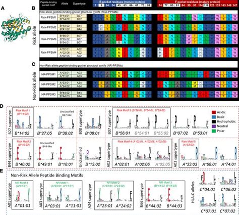 Jci Insight Pathogenicity And Impact Of Hla Class I Alleles In