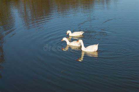 Tres Gansos Blancos Nadan En Un Lago Con Agua Verde Una Bandada De