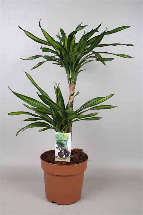 Dracaena Reflexa Riki — Plant Wholesale Floraccess