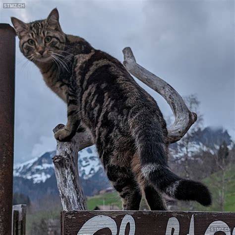 Meldung Nr 336 748 Vermisst Katze In 9658 Wildhaus