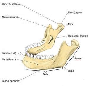 Positions Facial Bone Part 2 1 Mandible Temporomandibular Joints