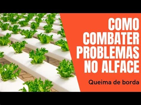 QUEIMA DE BORDA NA ALFACE TIP BURN COMO RESOLVER AQUAPONIA E