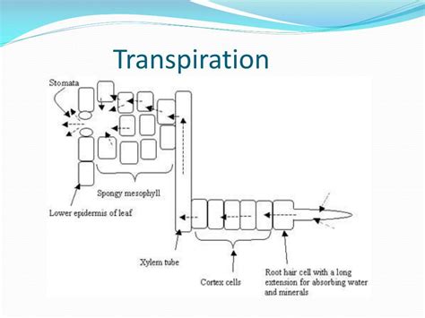 Ppt Stomata And Transpiration Powerpoint Presentation Free Download Id2250629