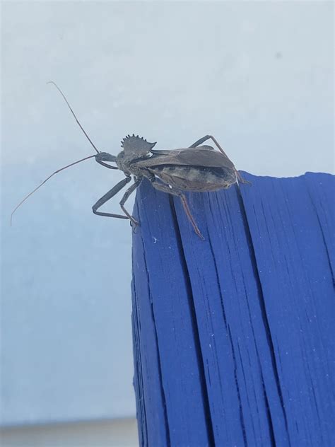 North American Wheel Bug From Saint Thomas On October 15 2022 At 0557