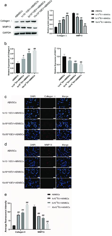 Umsc Evs Promotes Collagen Ii Expression And Inhibits Mmp13 Expression Download Scientific