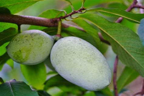 Indianerbanane Essen Wissenswertes Zu Geschmack Und Reife