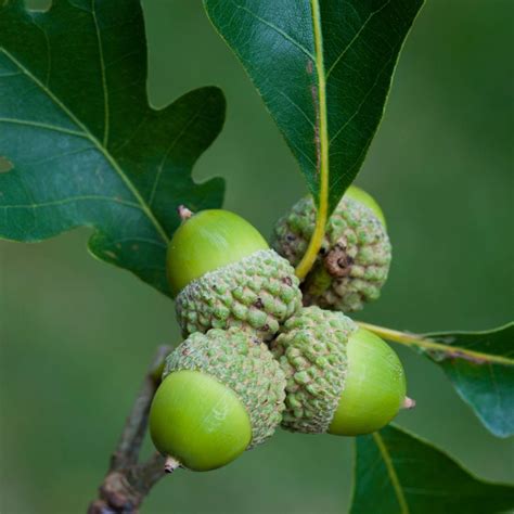 White Oak Tree Plant Addicts