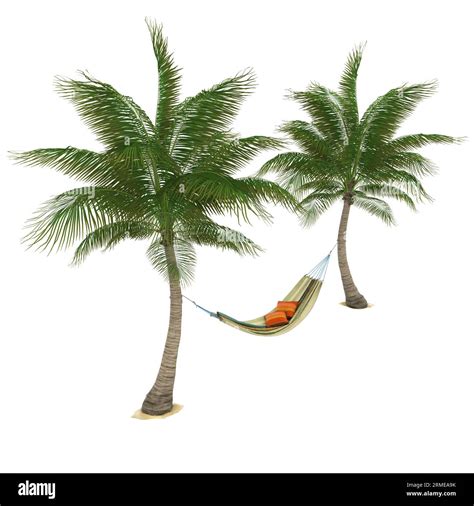 Hammock And Palm Tree Isolated Stock Photo Alamy