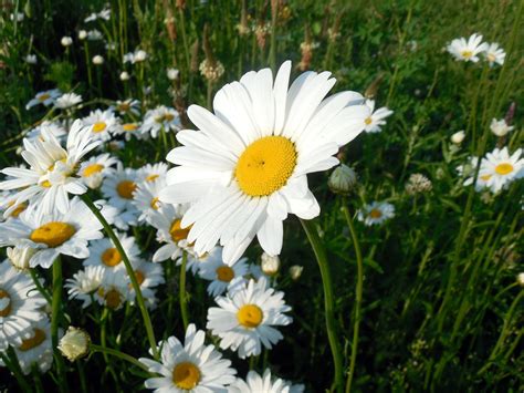 Marguerite Leucanthemum Blossom Free Photo On Pixabay Pixabay