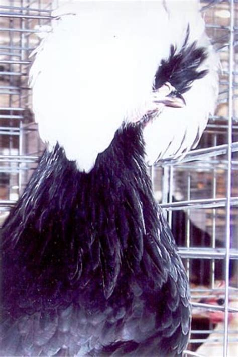 White Crested Black Polish Chickens | Cackle Hatchery