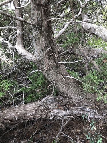 Redberry Juniper The Flora And Fauna Of Palo Duro Canyon INaturalist