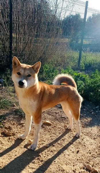 SPAC Adopción de SHIBA