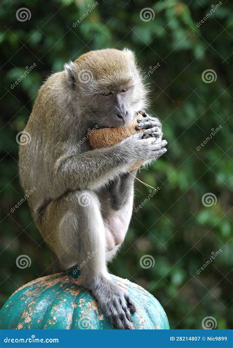 A Monkey Eating A Coconut Stock Image Image Of Destination 28214807