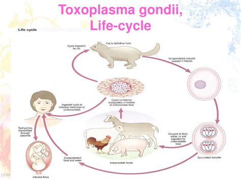 Ppt Toxoplasmosis Powerpoint Presentation Free Download Id 4797160