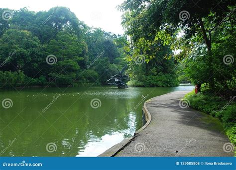 Swan Lake In Singapore Botanic Garden Stock Photo Image Of Lake