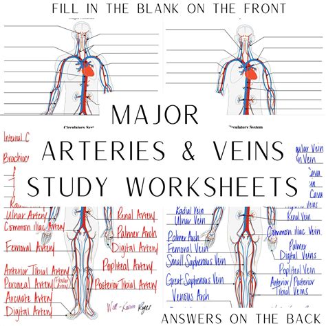 Circulatory System Major Arteries Major Veins Digital Worksheets