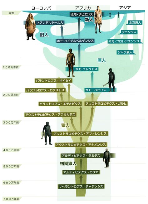 人類の進化と大脳化 蛭川研究室資料集