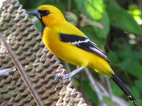 Yellow oriole - Alchetron, The Free Social Encyclopedia