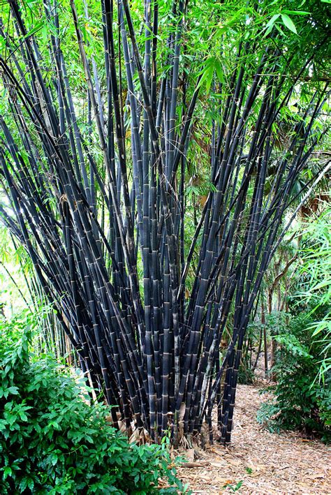 Gigantochloa atroviolacea — Guadua Bamboo