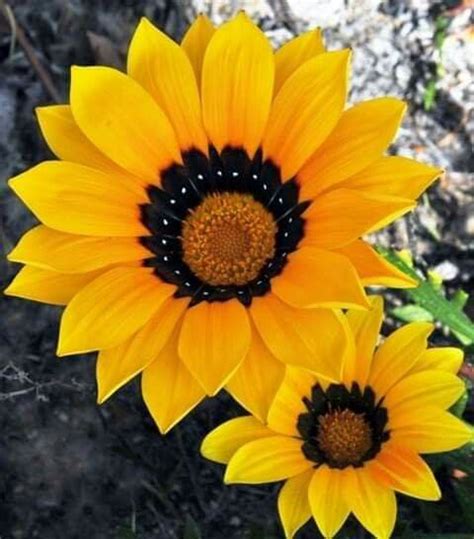 Pin By Kenny Velis On Girasoles Plants Garden Flowers