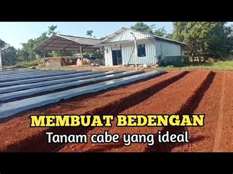 Membuat Bedengan Yang Ideal Untuk Tanam Cabe Youtube