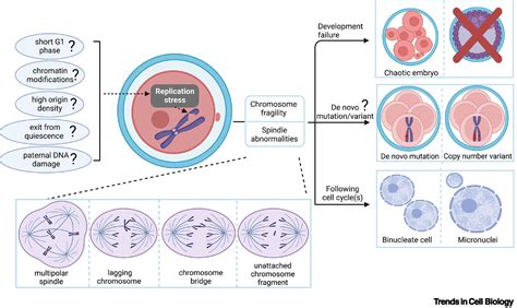 Replication Stress In Mammalian Embryo Development Differentiation