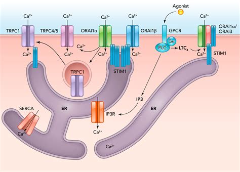 Orai Calcium Channels Physiology