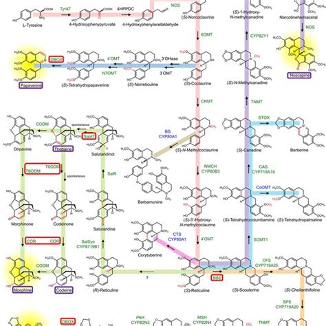 Summary Of Benzylisoquinoline Alkaloid Biosynthesis Pathway That