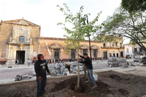 Arborizan La Plaza Grande Tendr Nuevos Ejemplares Y Mayor