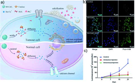 A Schematic Illustration Of Sh Cao2 Nps For Ca²⁺ Overload Therapy Download Scientific