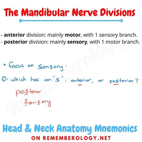 Facial Nerve Branches Mnemonic