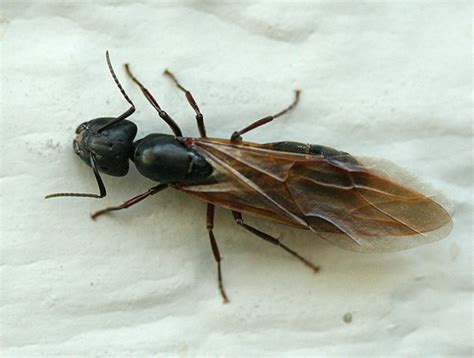 Winged Queen Carpenter Ant Camponotus Bugguidenet