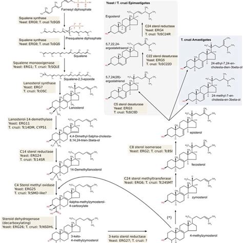 The T Cruzi Isoprenoid Biosynthesis Pathway The Figure Shows The