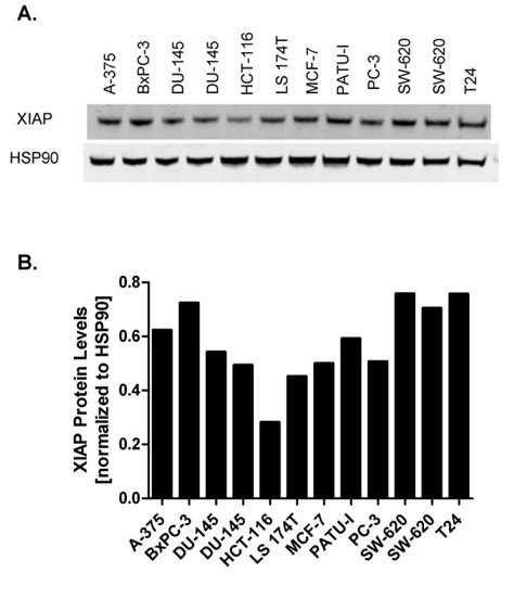 Xiap Protein Levels In A Panel Of Human Tumor Cell Lines A Xiap