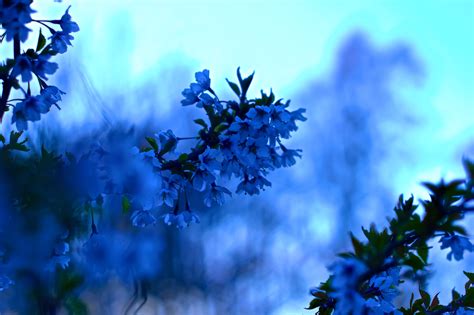 Sfondi Erba Cielo Ramo Blu Fiorire Bokeh Primavera Abete