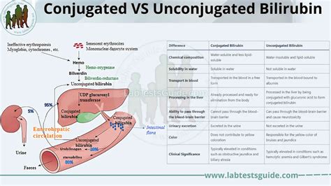 Differences Between Conjugated And Unconjugated Bilirubin Lab Tests Guide