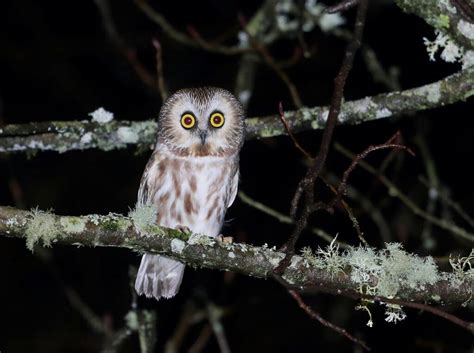 Owls In Arkansas Can You Spot All 7 Species In This State