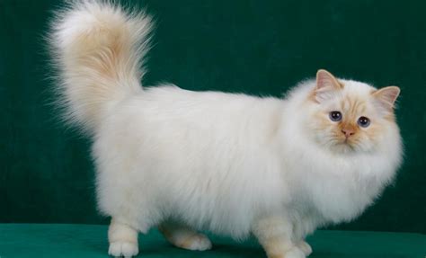 Ragamuffin At Breed Information Photo Care History Fello Pet