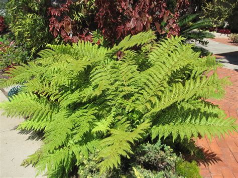 Woodwardia orientalis — Vintage Green Farms with Tom Piergrossi