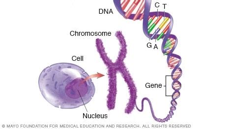 Curiosidades Geneticas Qu Son Los Snps Adntro