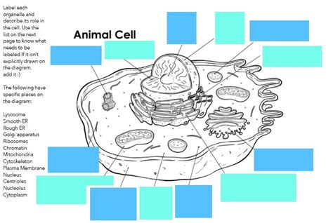 Animal Cell Diagram Quizlet