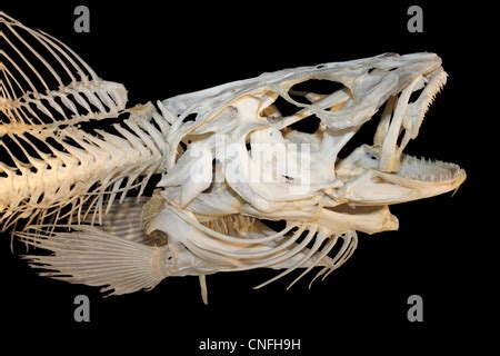 fish skeleton anatomy Stock Photo - Alamy