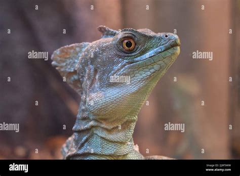 El Basilisco Plumado Basiliscus Plumifrons También Llamado