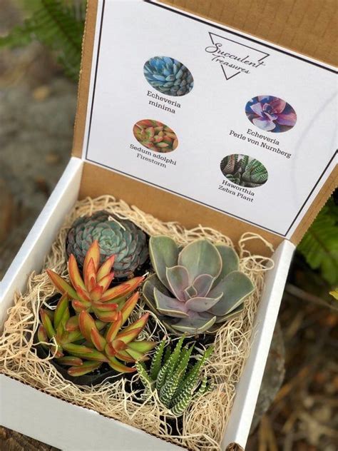 Succulent T Box Four Assorted Premium Succulent Arrangment Etsy