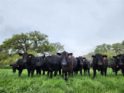 Our pasture raised, grass fed pork butt is seasoned & smoked low and
